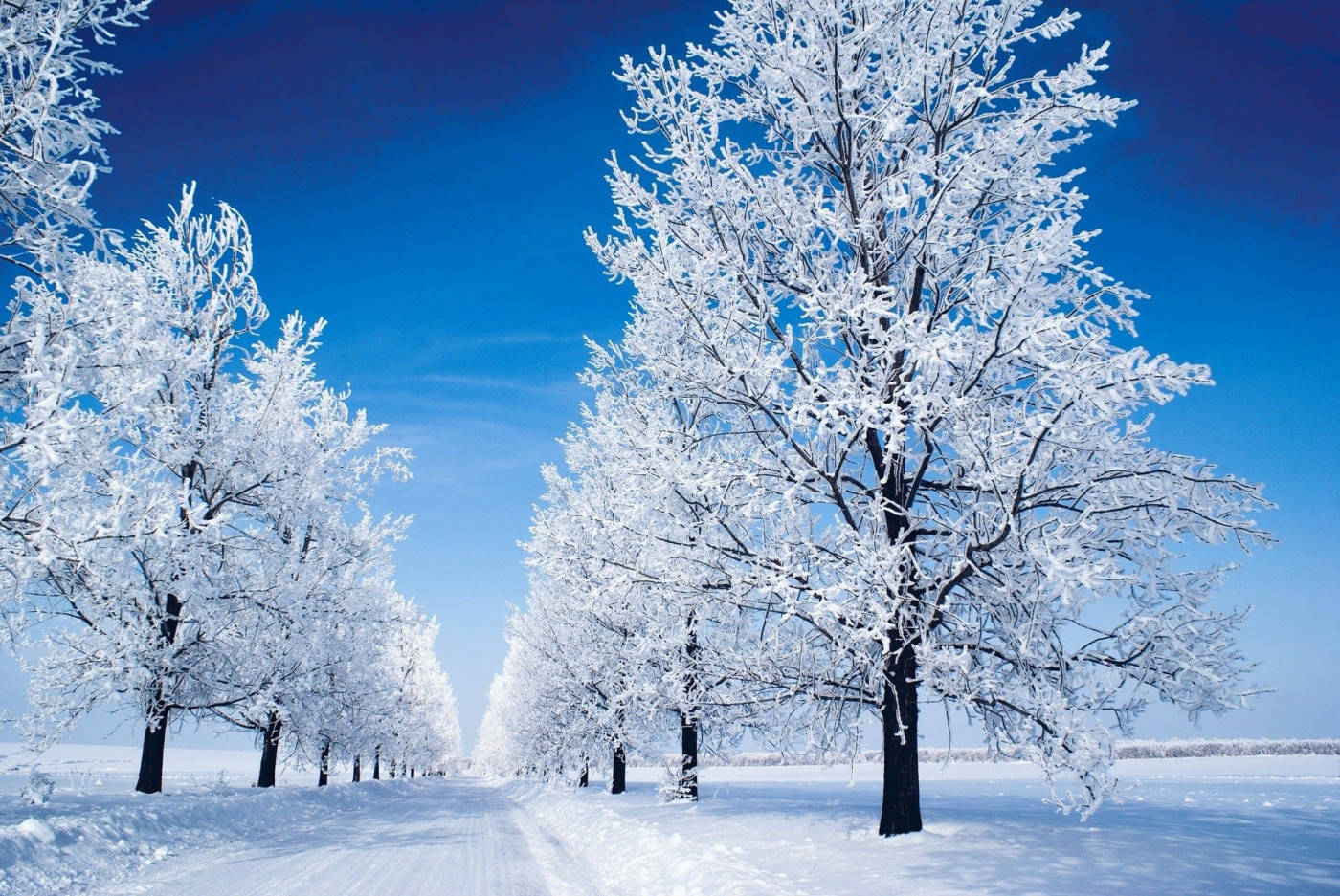 Winter Scene Beautiful Nature Wallpaper