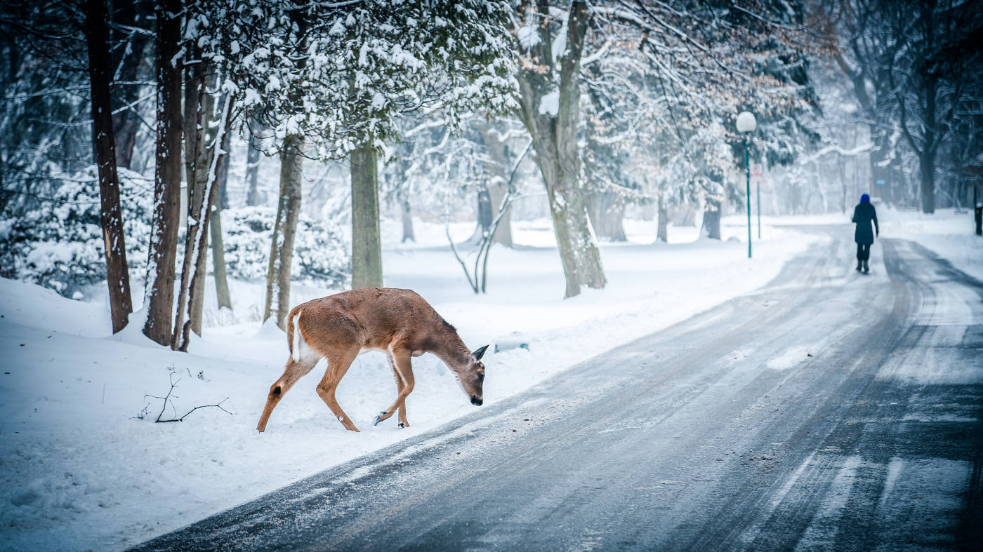Winter Scene Deer Wallpaper