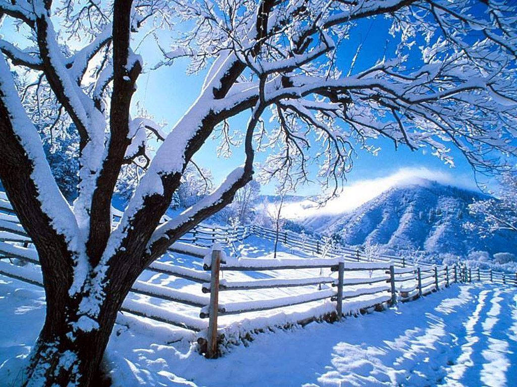 Winter Scene Wooden Fence Wallpaper