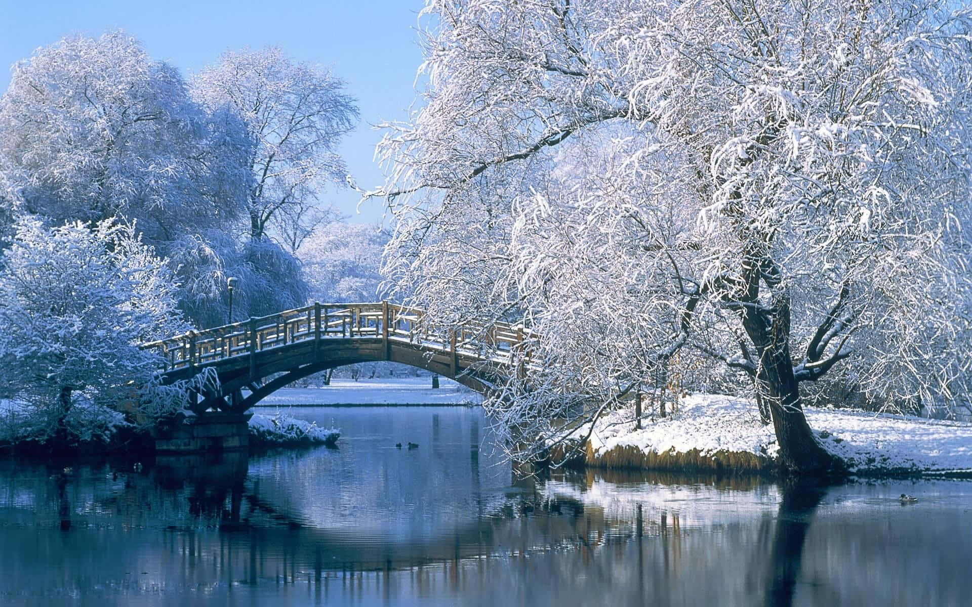 Explore The Beauty Of Winter In Nature Wallpaper