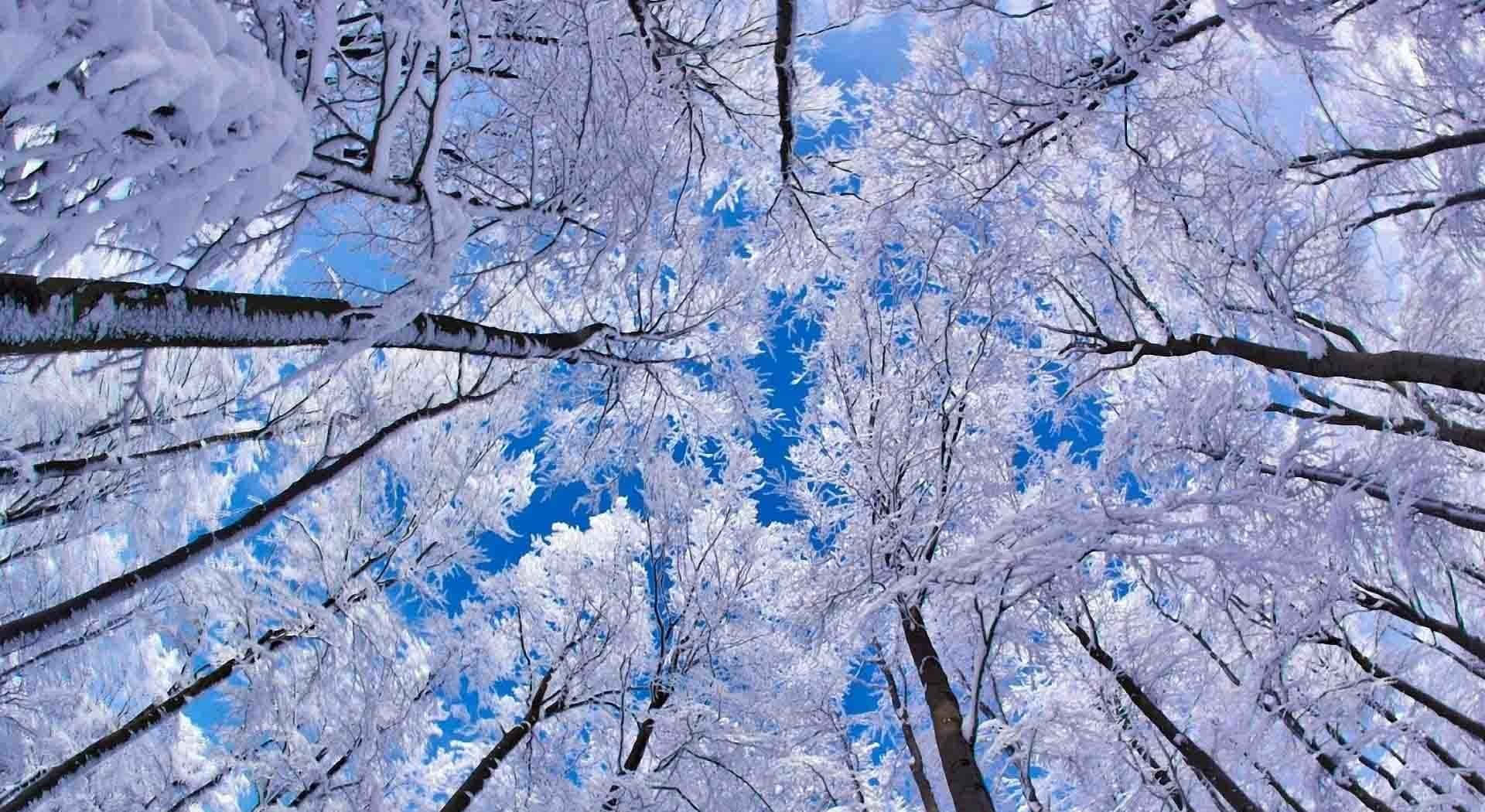En fredfyldt alpelandskab med frostig hvid sne som dækker bjergene og træerne. Wallpaper