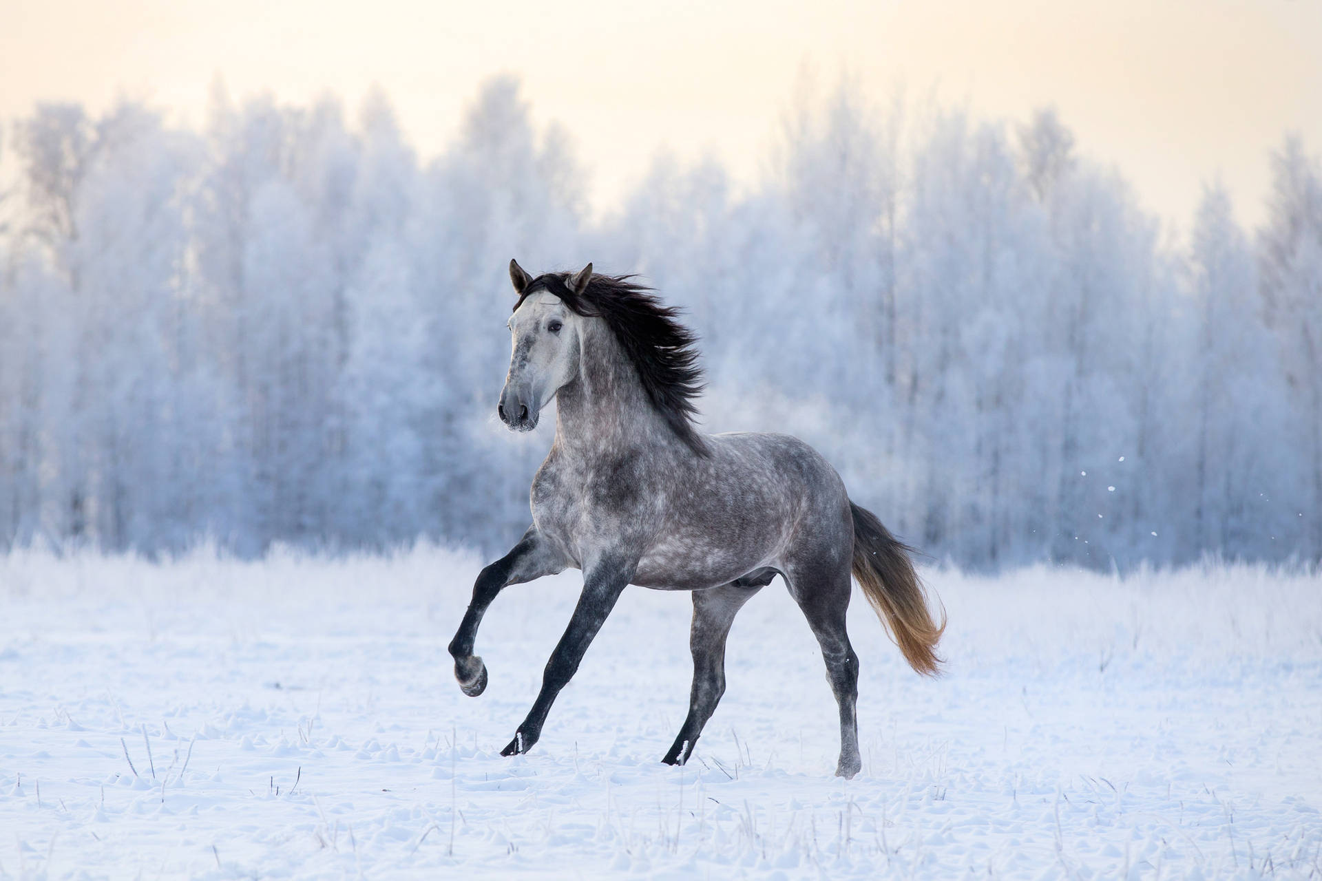 Estaçãode Inverno Cavalo Negro Papel de Parede