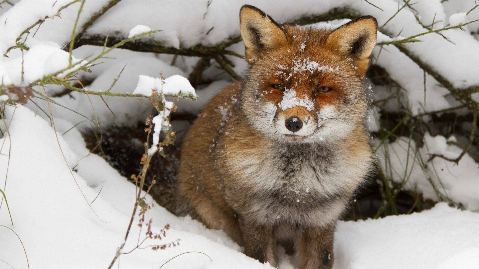 Stagione Invernale Coy Red Fox Sfondo