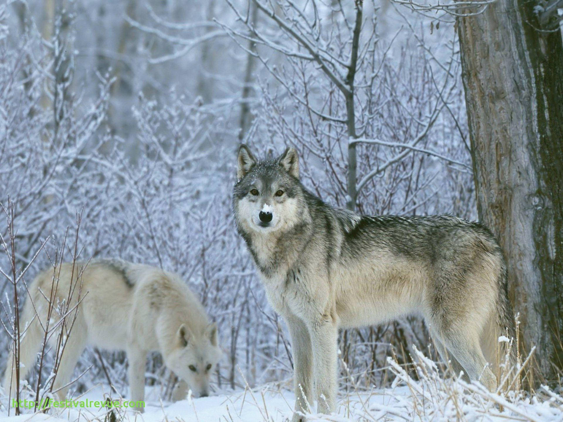 Winter Season Grey Wolf Wallpaper