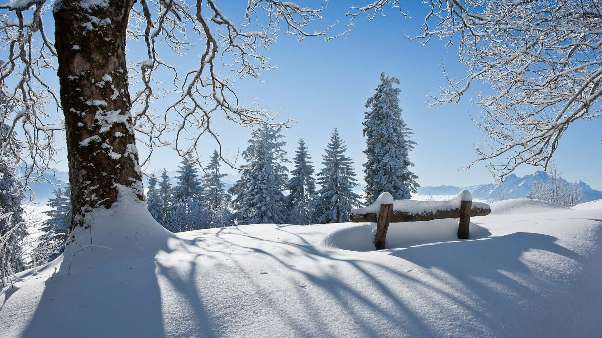 Genießedie Saisonale Schönheit Des Winters!
