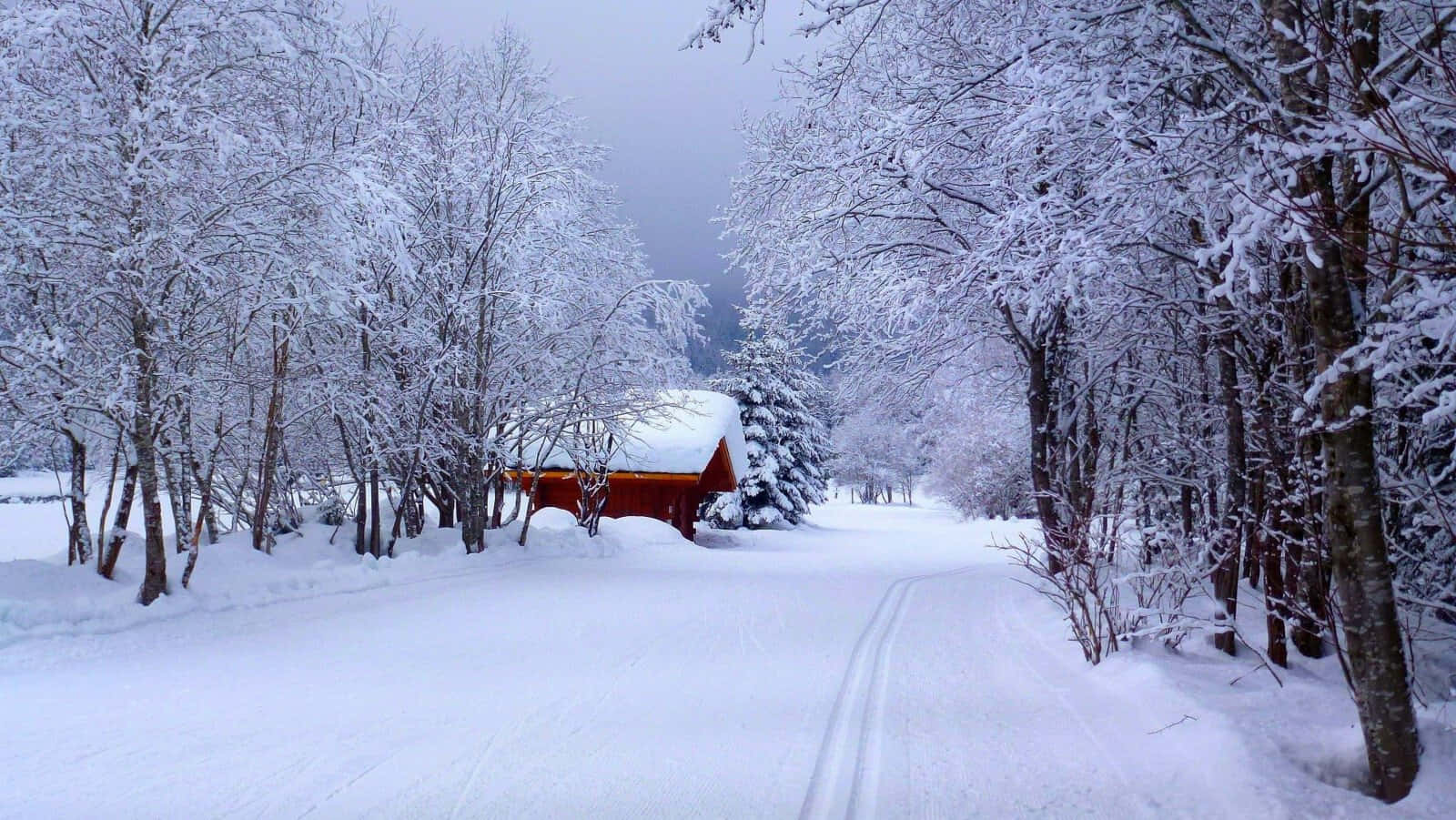 Enjoy the beauty of the winter season!