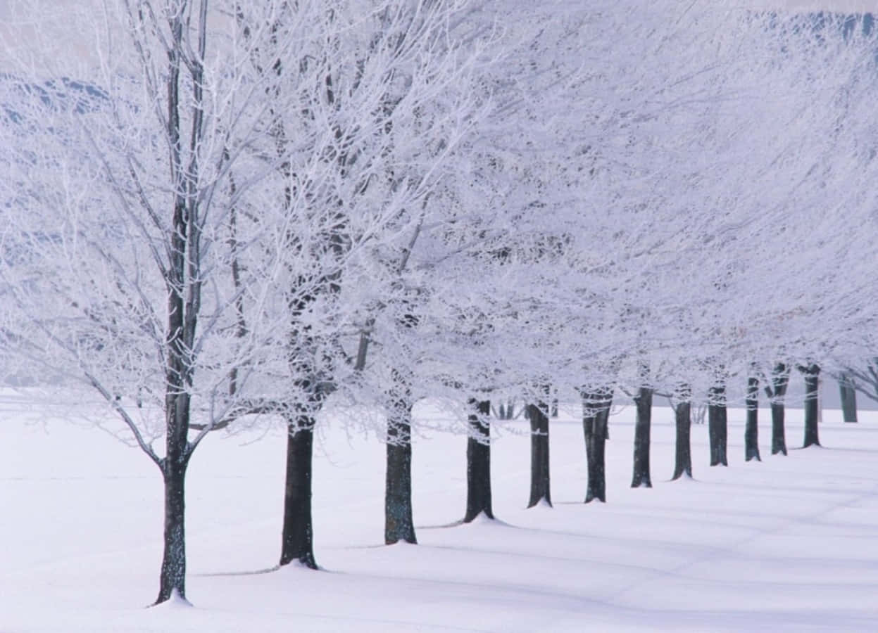 Einereihe Von Bäumen, Bedeckt Mit Schnee.