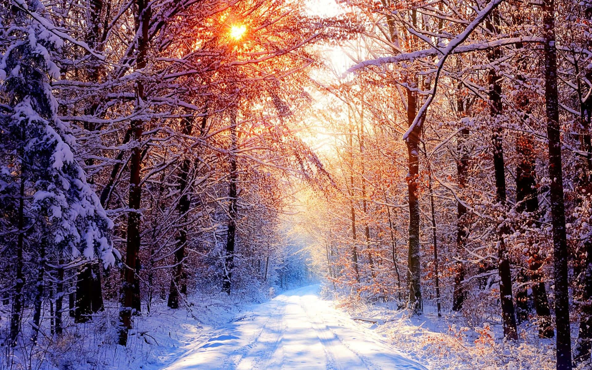 Apreciema Beleza Da Natureza Durante A Estação Do Inverno