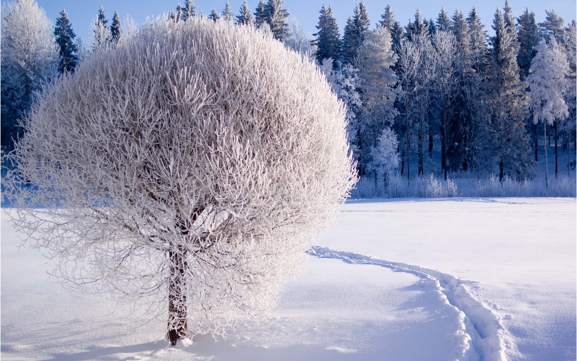 Ettræ Dækket Af Sne.