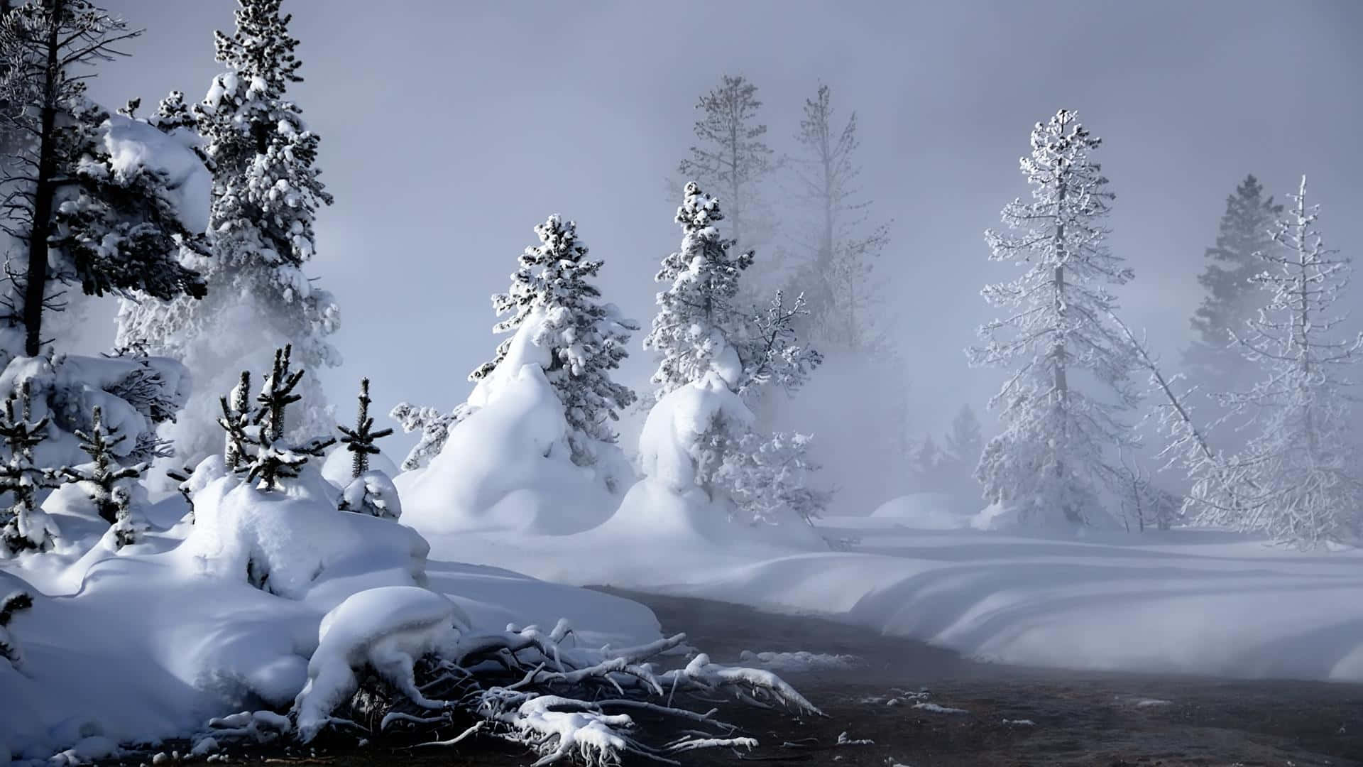 Njutav Vinterens Skönhet Med En Promenad Genom En Snöig Skog.