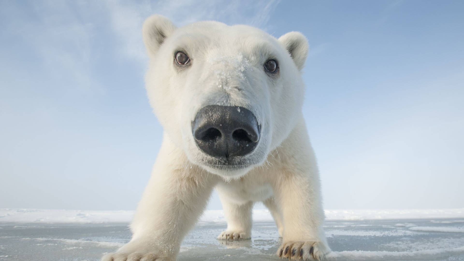 Estaçãode Inverno Urso Polar. Papel de Parede