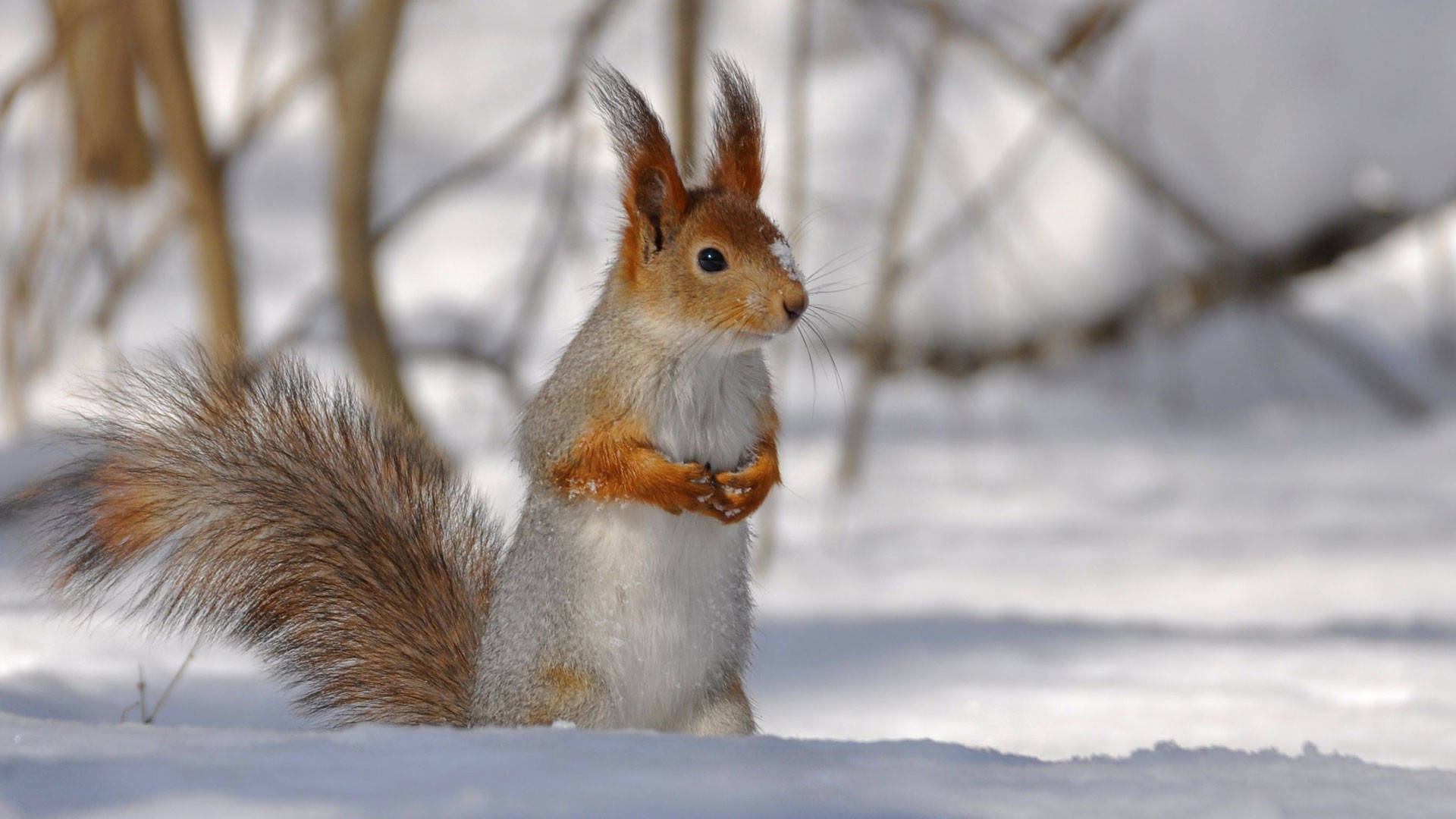 Vinter sæson rød egern løb på træ Wallpaper