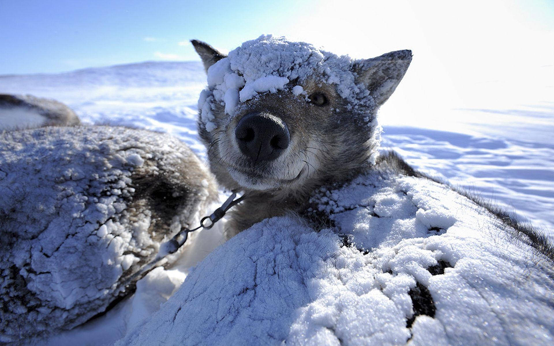Estaçãode Inverno Com Um Cachorro Coberto De Neve Como Wallpaper De Computador Ou Celular. Papel de Parede