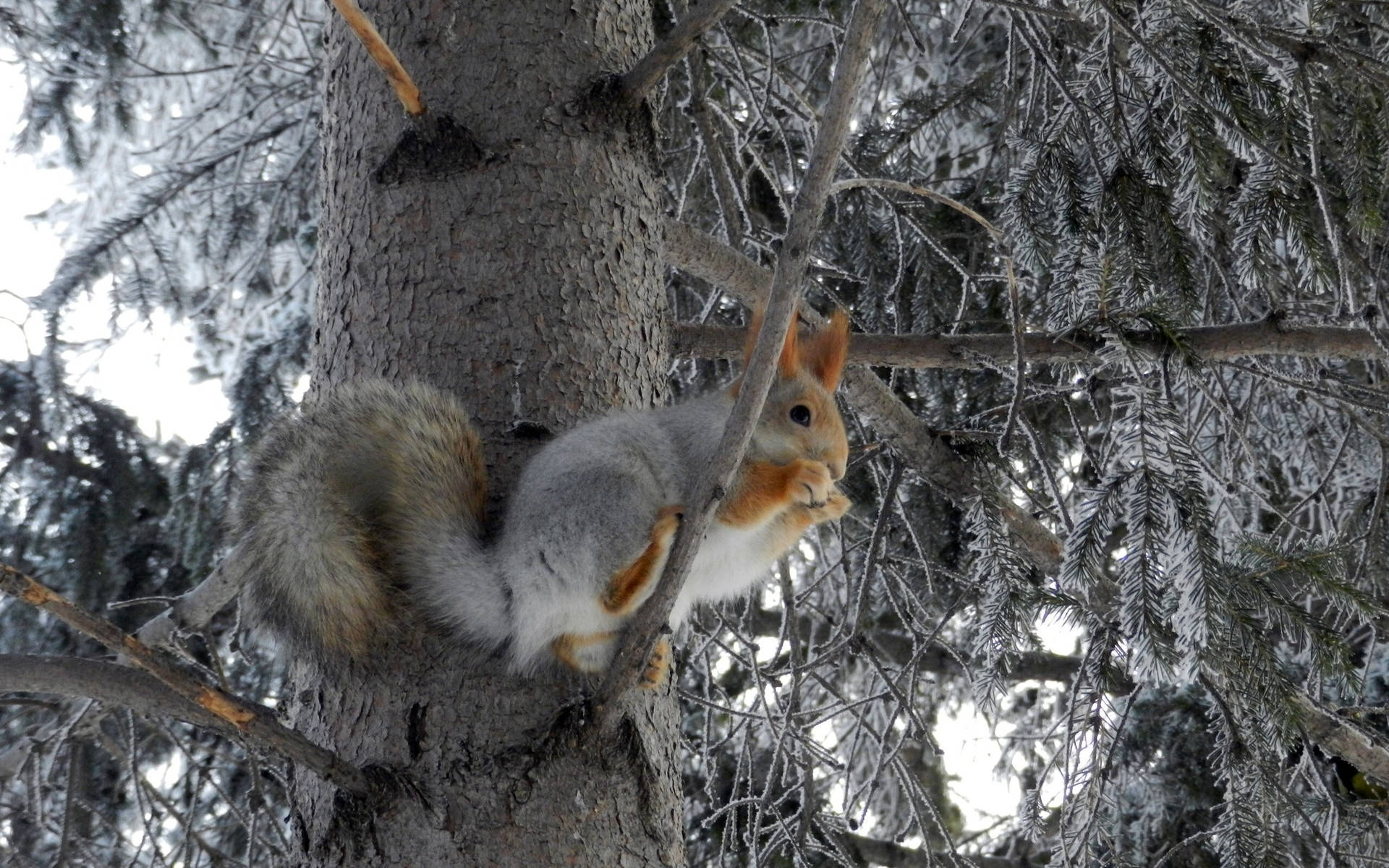 Winterzeiteichhörnchen Auf Einem Baum Wallpaper