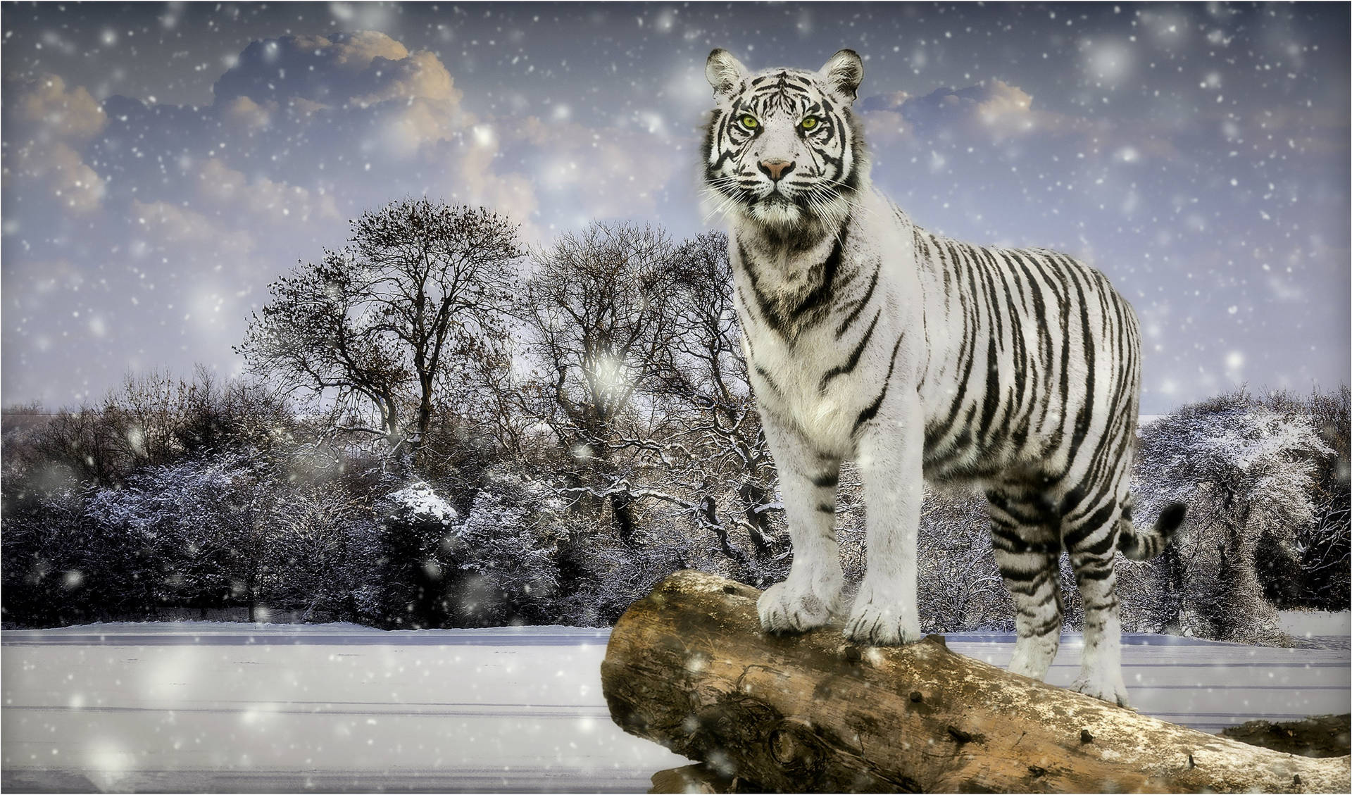 Vinter sæson hvid tiger live Wallpaper Wallpaper
