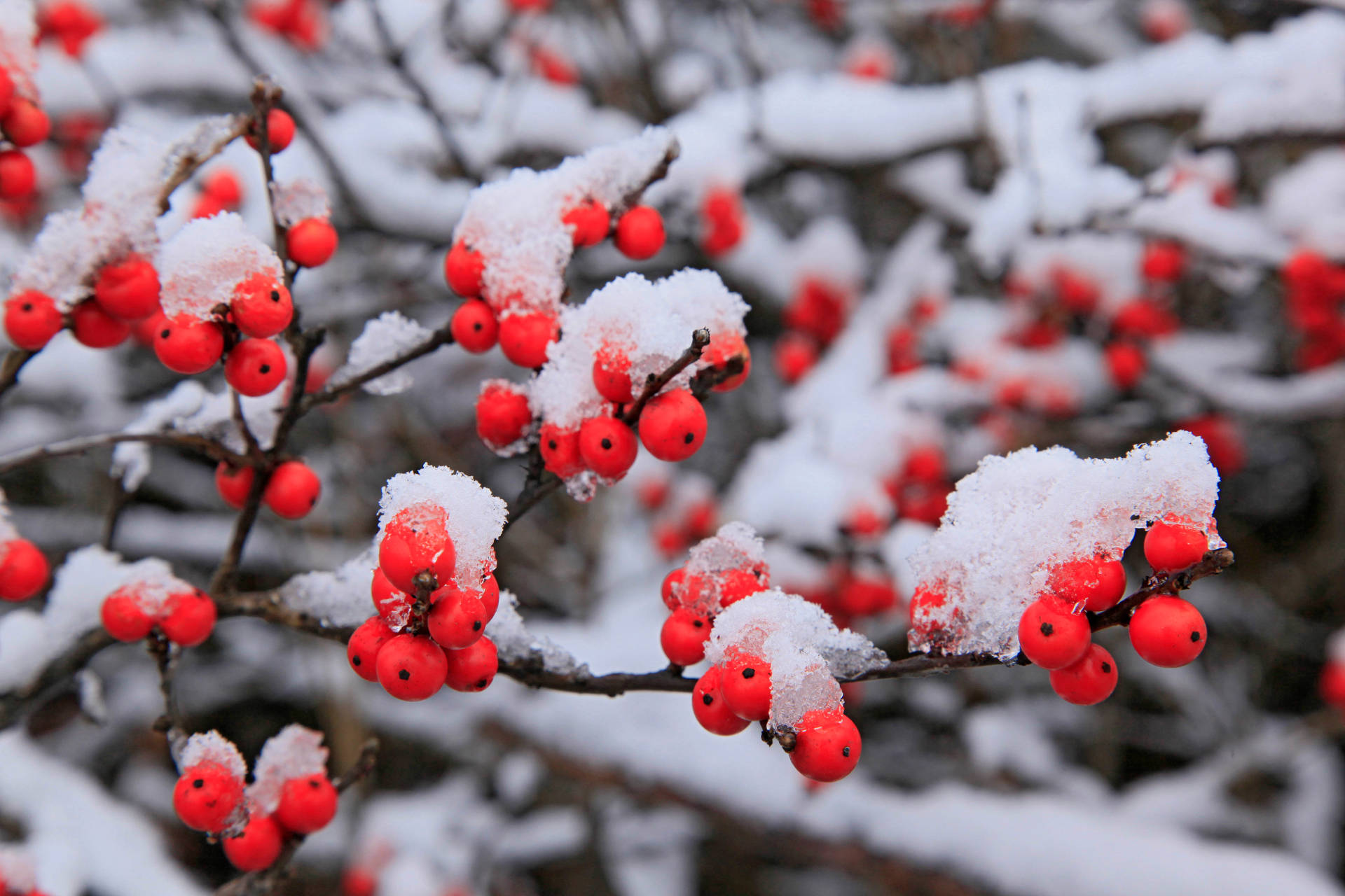 Winter Season Winterberry Wallpaper
