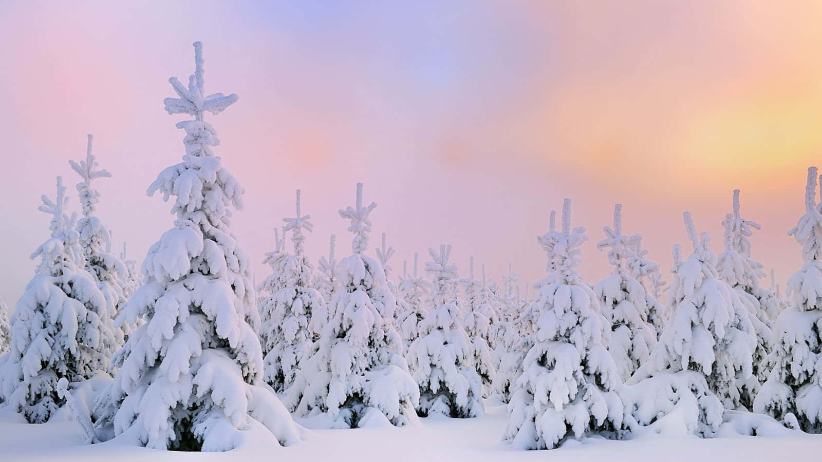 A Snow Covered Forest With A Sunset