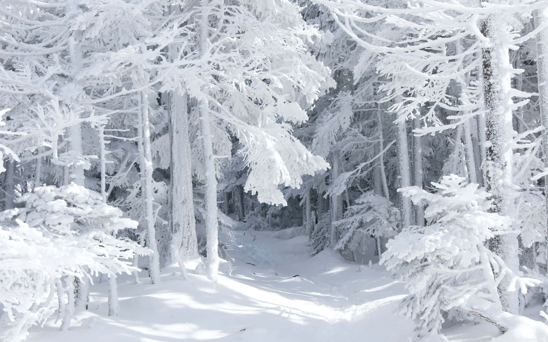 a snow covered path through a forest