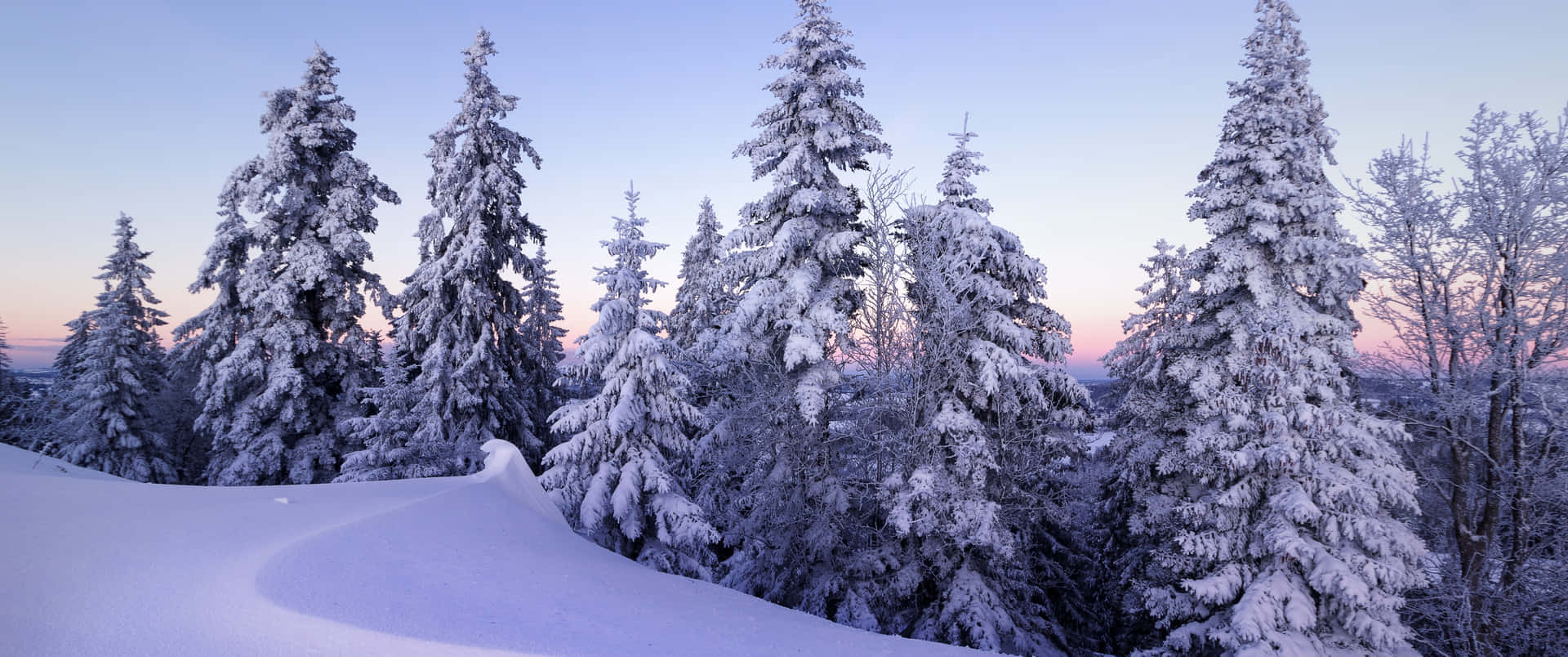 a snow covered forest at sunset