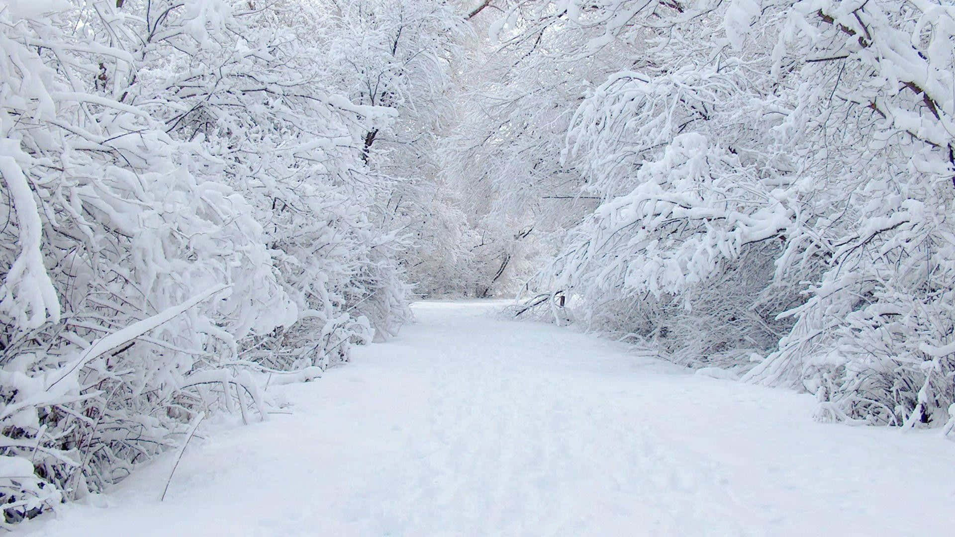 a snow covered path through a forest