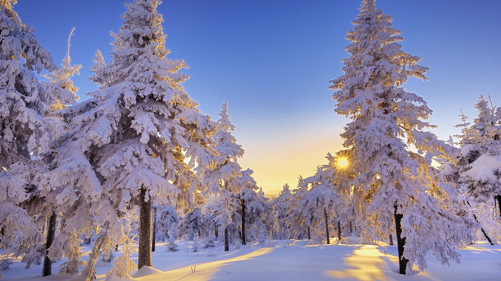 a forest covered in snow with the sun shining on it