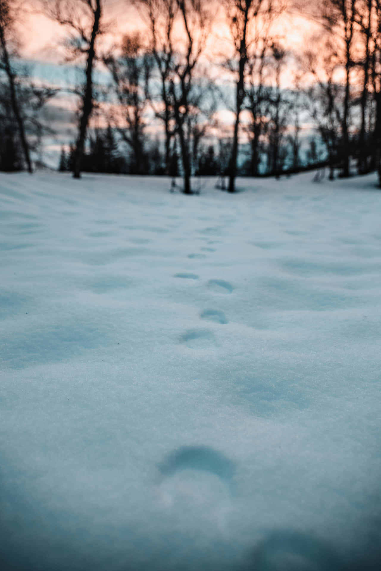 a snow covered field with trees and footprints