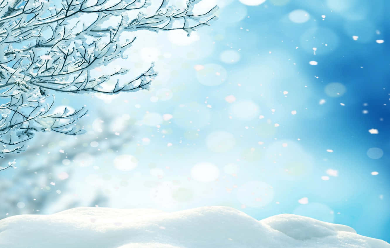 a snow covered tree with blue sky background