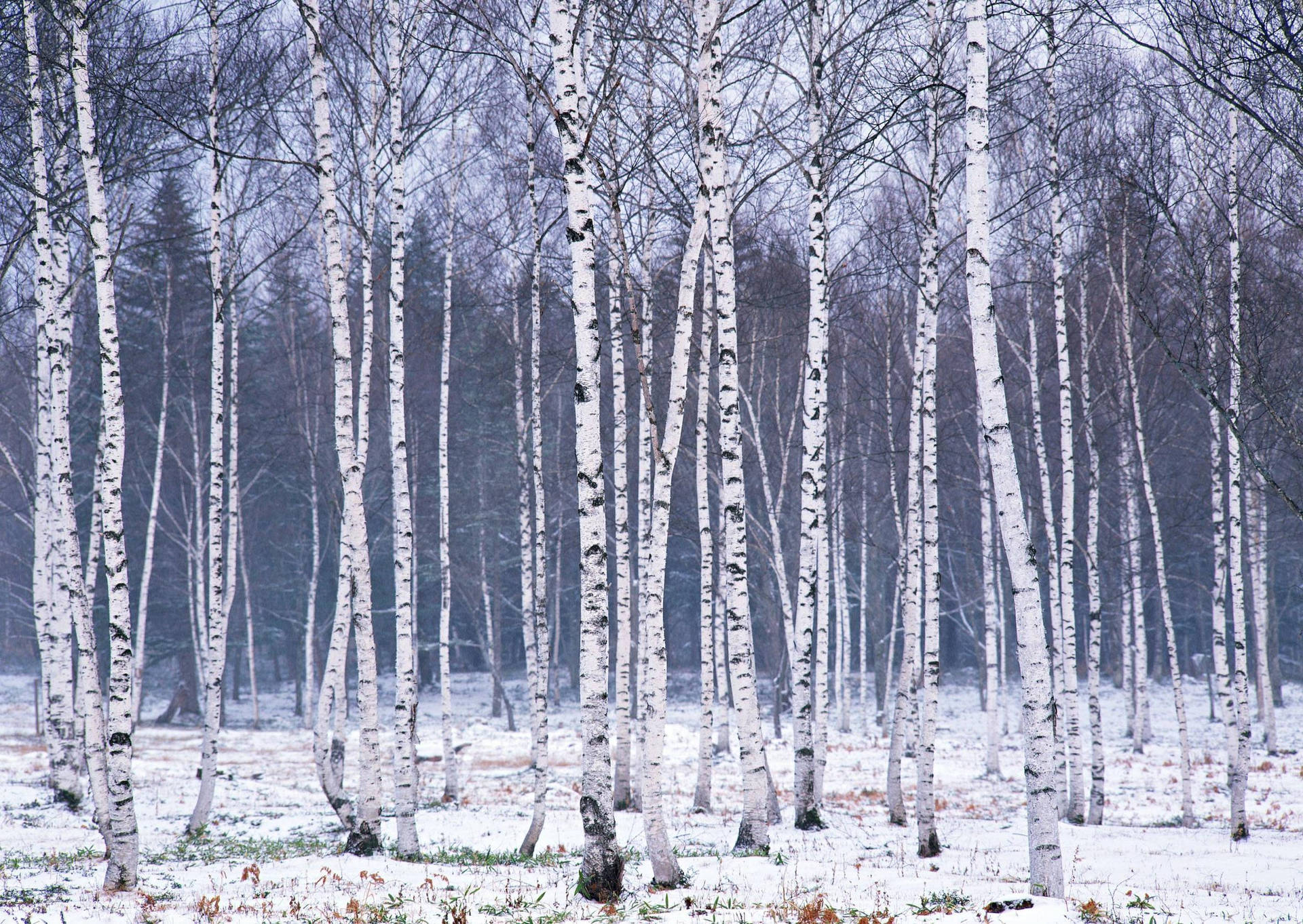 Bosquede Árboles Blancos De Abedules Nevados En Invierno. Fondo de pantalla