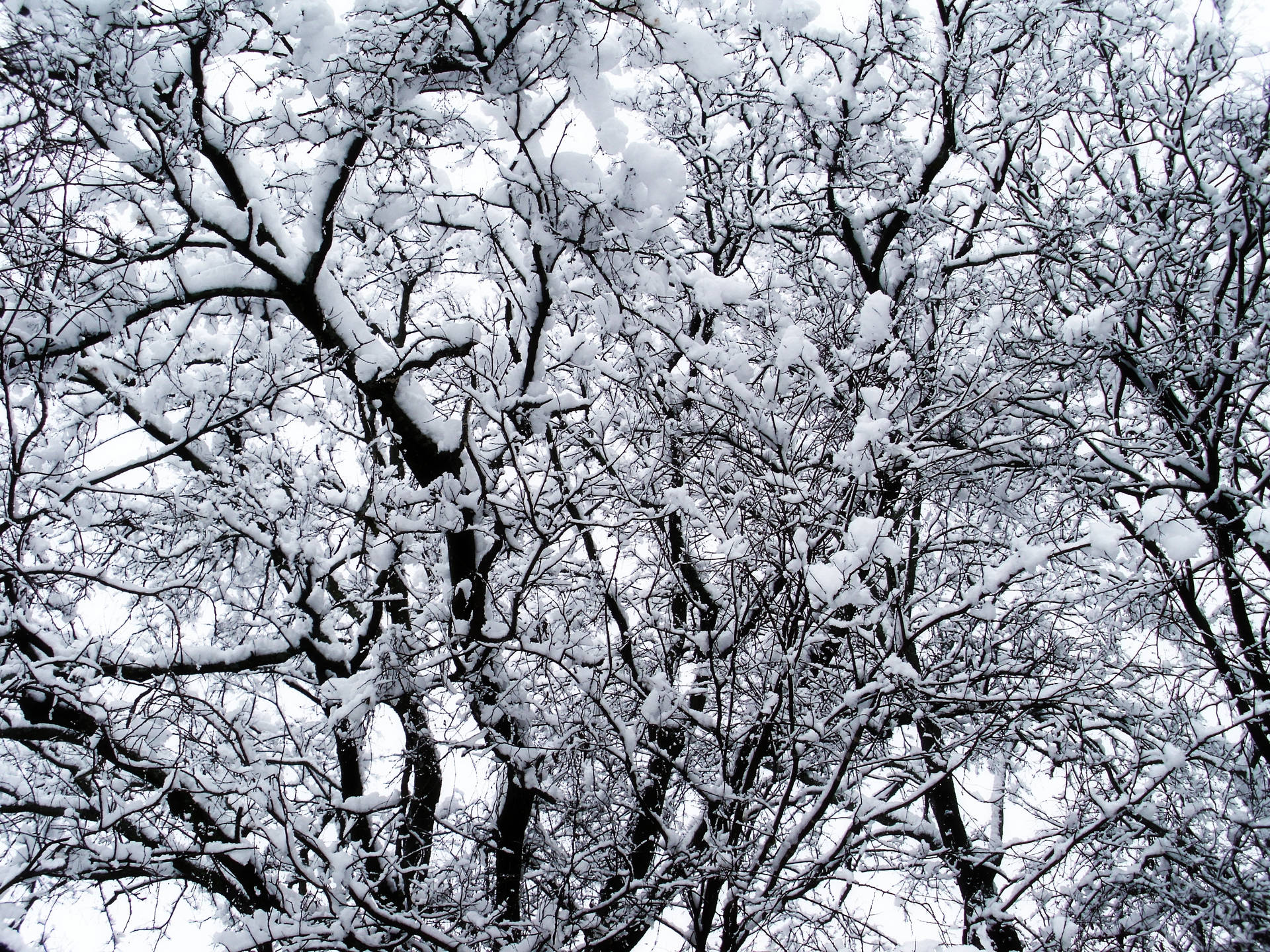 Winter Snow Covered Trees