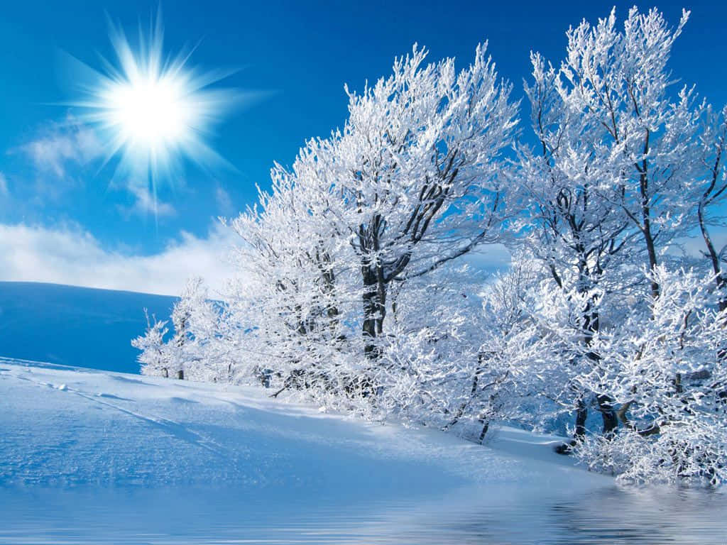 A Snow Covered Tree And A Blue Sky Wallpaper
