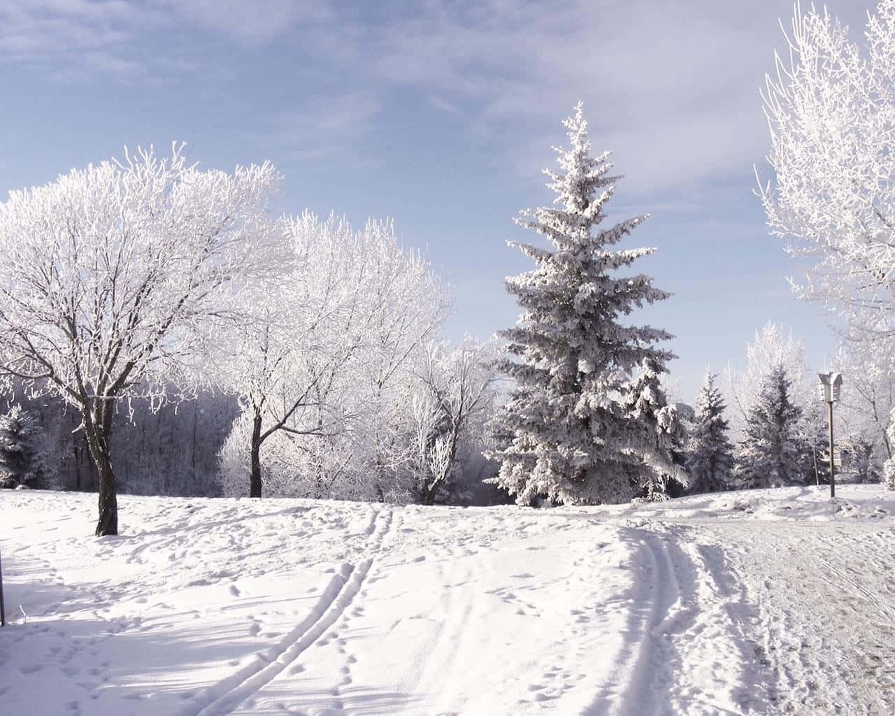 Desfrutede Um Maravilhoso Inverno Branco Papel de Parede