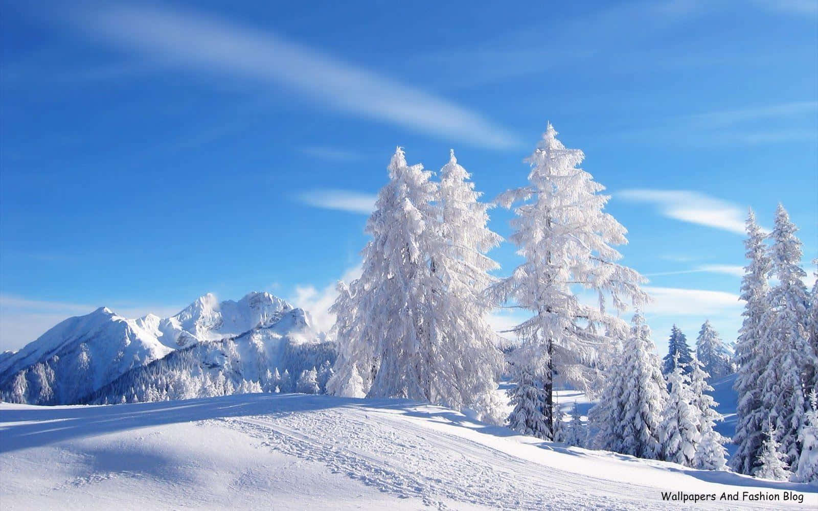 A winter scene of majestic snow-covered trees Wallpaper