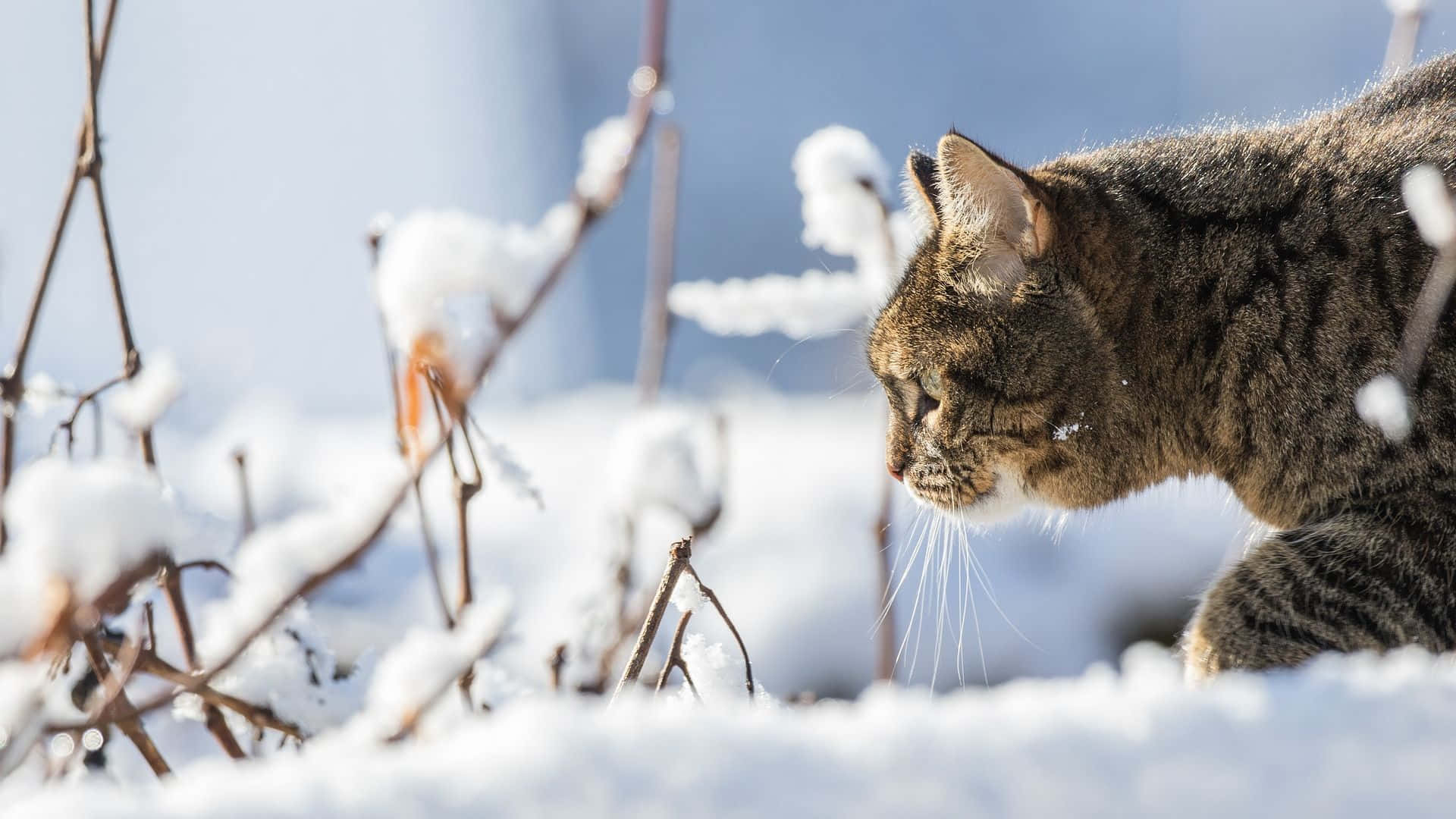 Einegetigerte Katze, Die Durch Den Schnee Läuft. Wallpaper