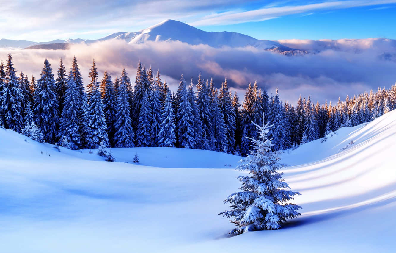 Enjoy the peace and beauty of a winter snowfall Wallpaper