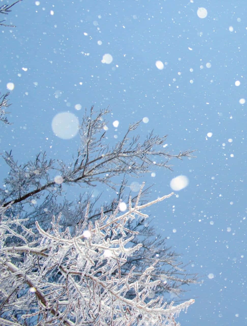 Winter_ Snowfall_ Tree_ Branches Wallpaper