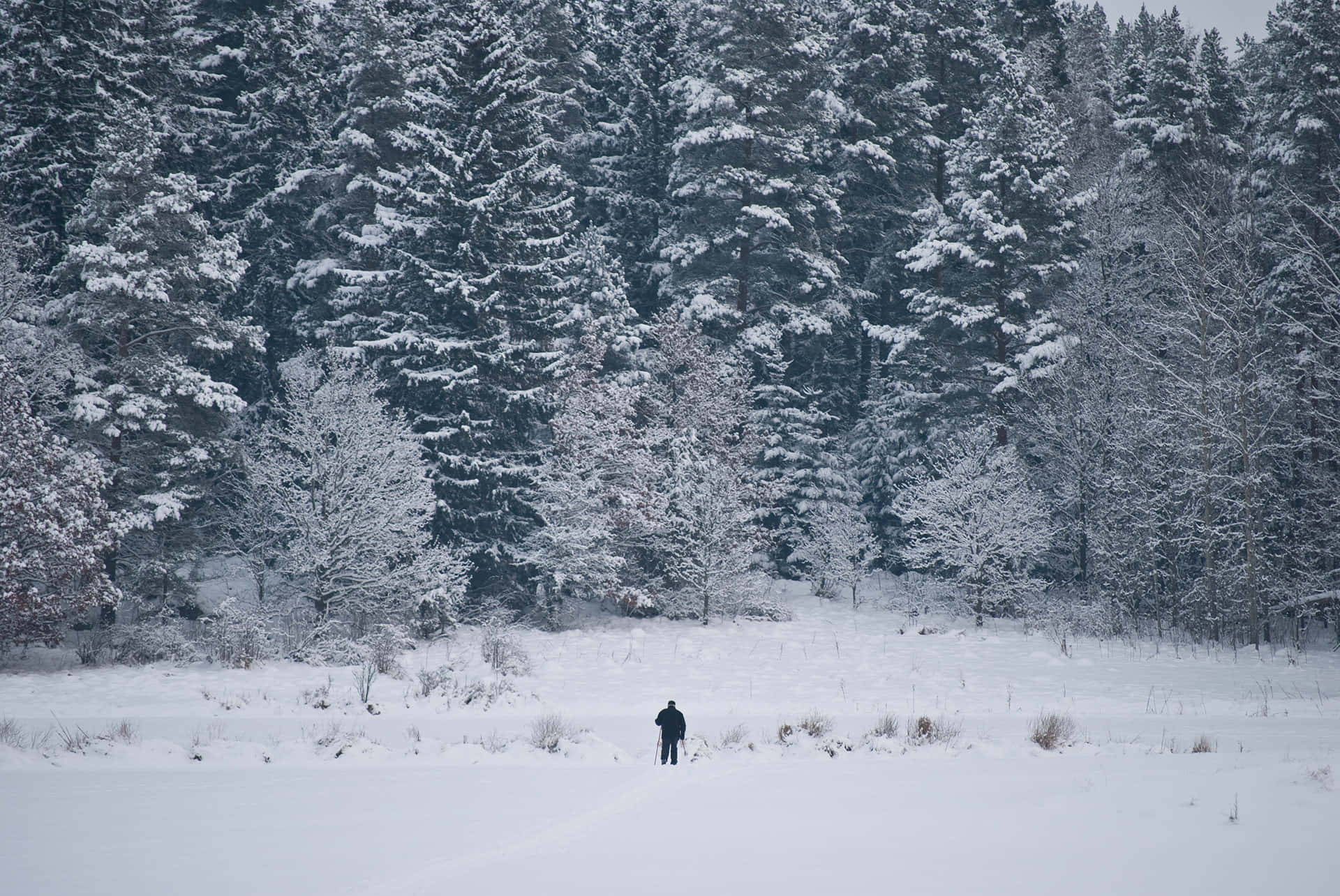 Winter Solitudein Snowy Forest.jpg Wallpaper