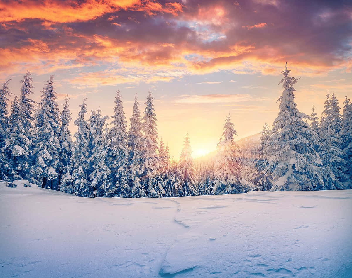 Winter Solstice Magic Wallpaper