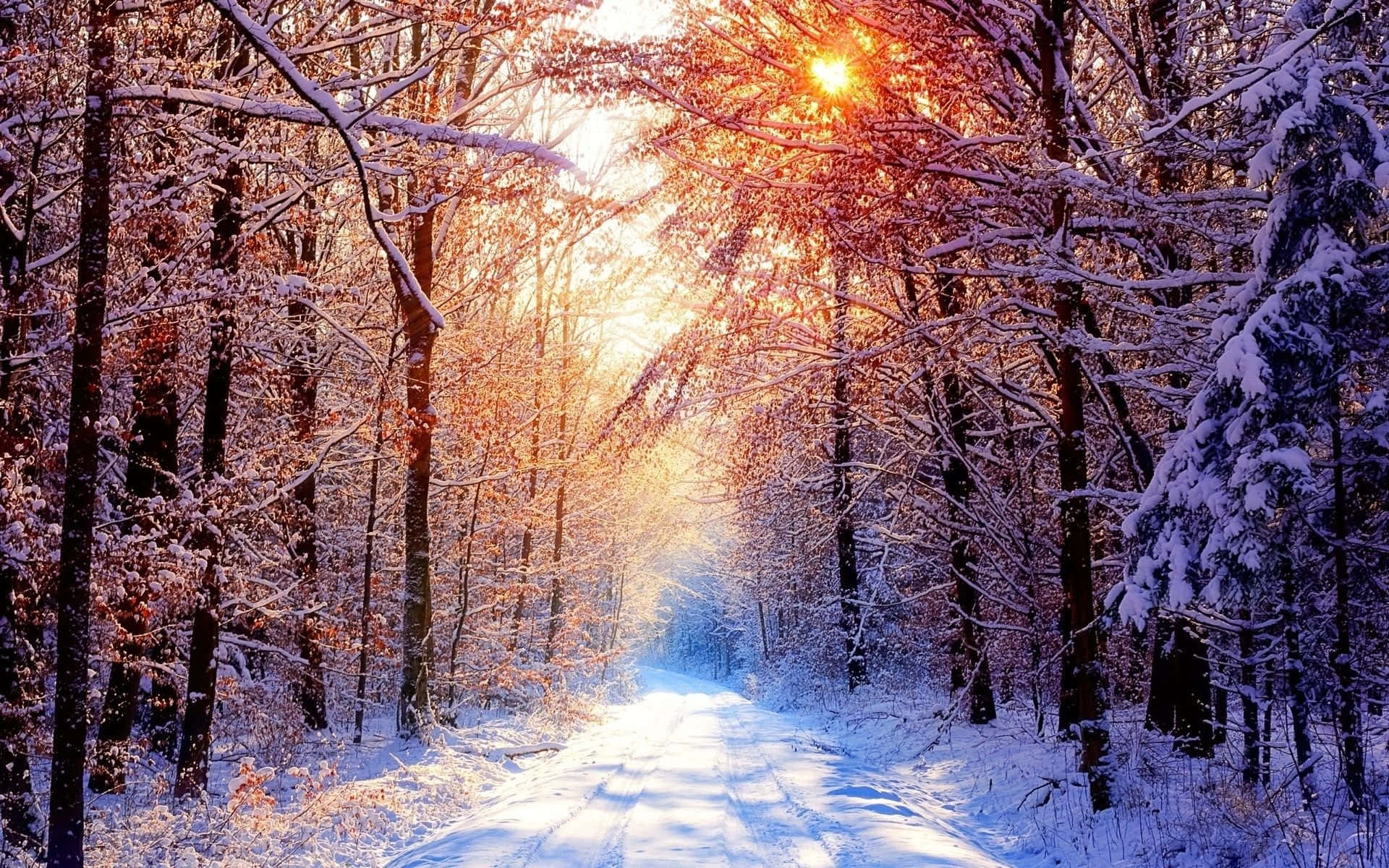 Magical Winter Solstice Scenery Wallpaper