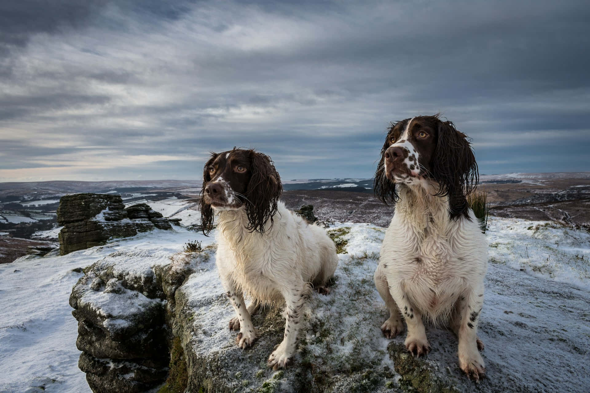 Spaniels En Hiver Sur Les Hautes Terres Fond d'écran