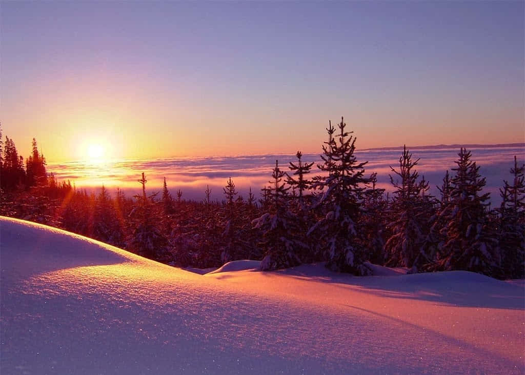 Golden Winter Sun over Snowy Landscape Wallpaper