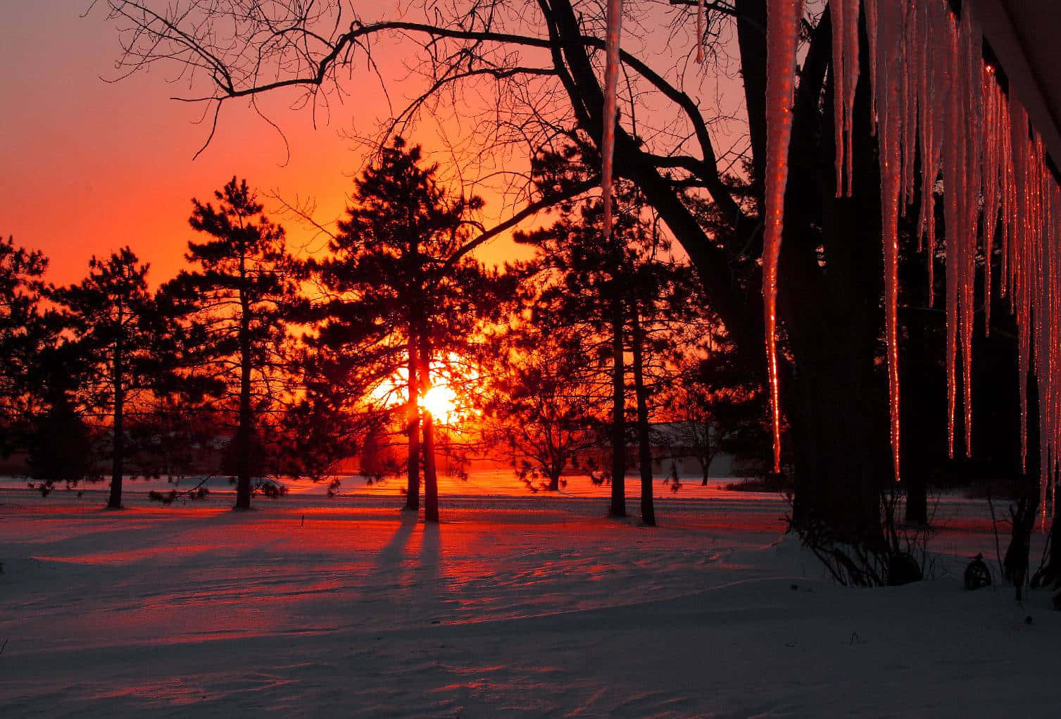 Winter sun shining over the snowy landscape Wallpaper