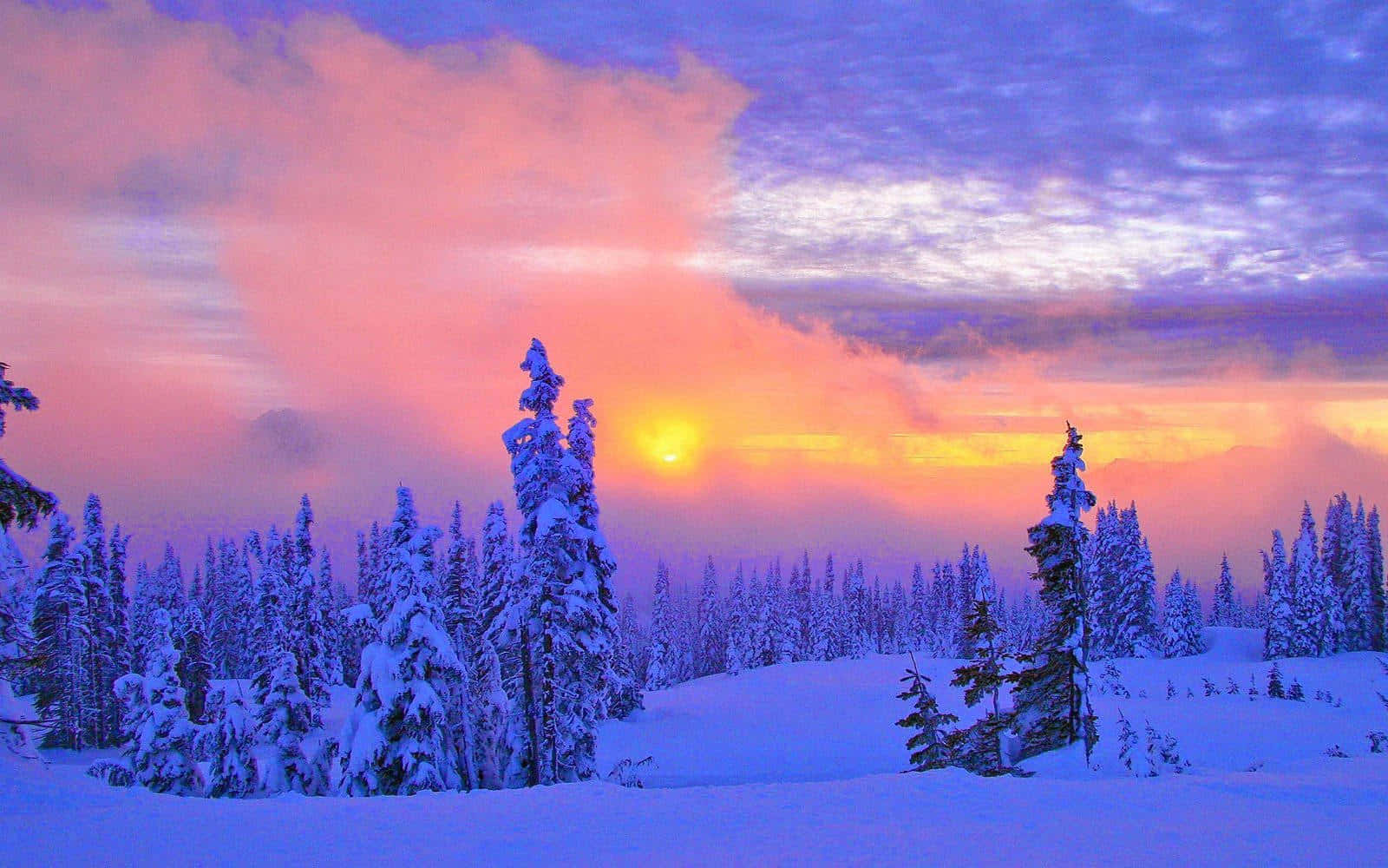 Soleil D'hiver Brillant À Travers Des Arbres Enneigés Fond d'écran