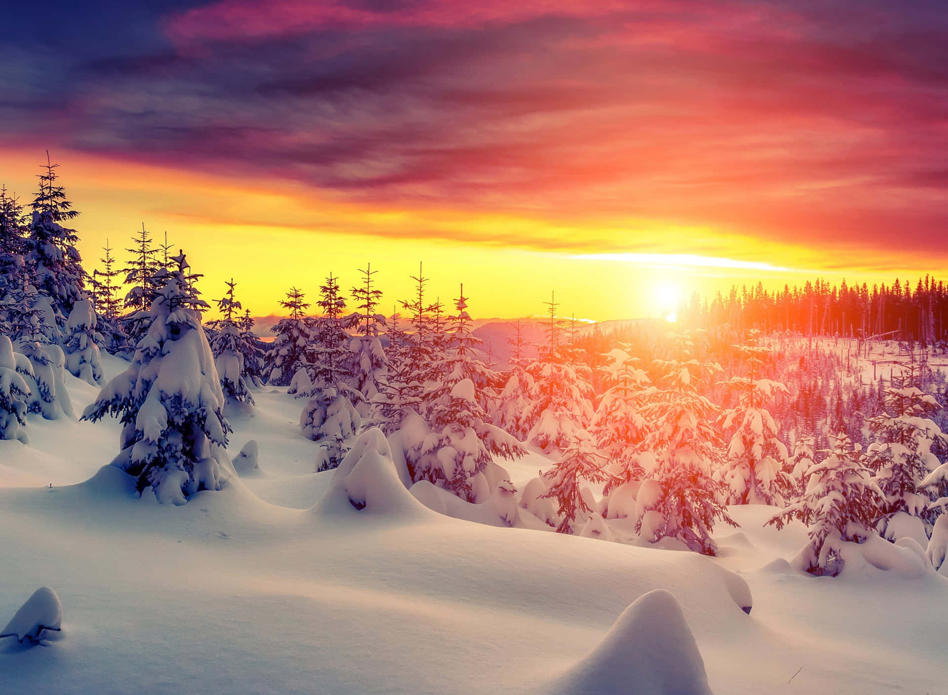 Download Winter Sun Shining Through Snow-Covered Trees Wallpaper ...