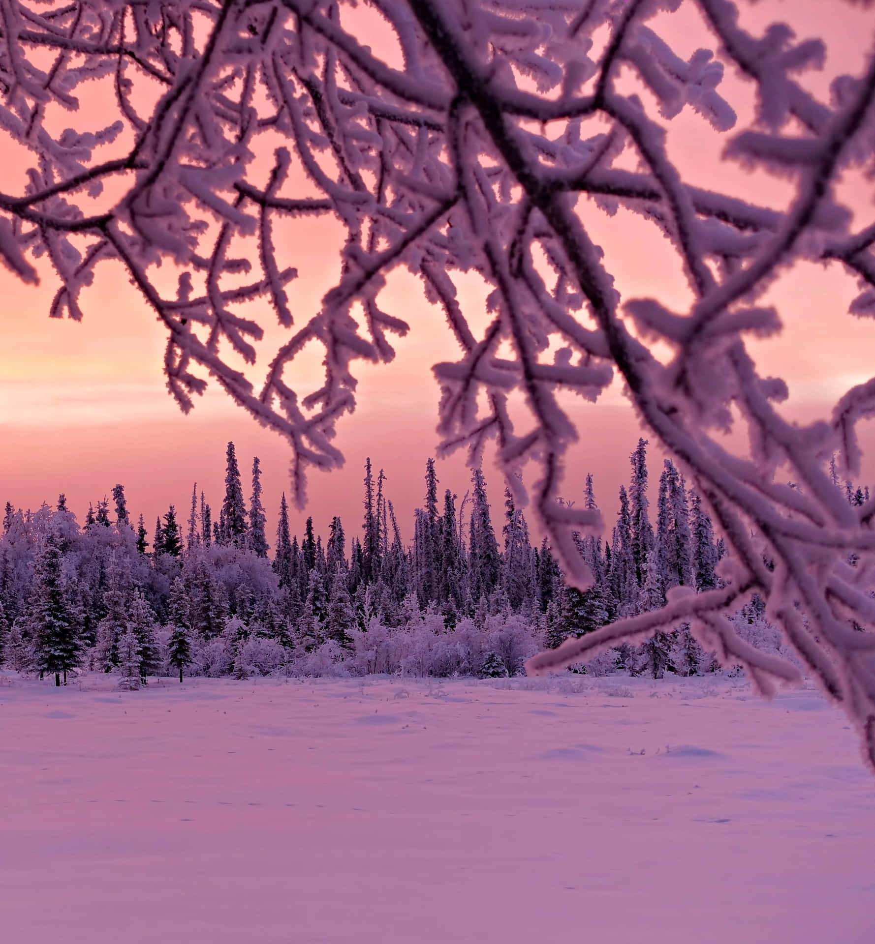Winter Sun Peeking Through The Snow-Covered Trees Wallpaper
