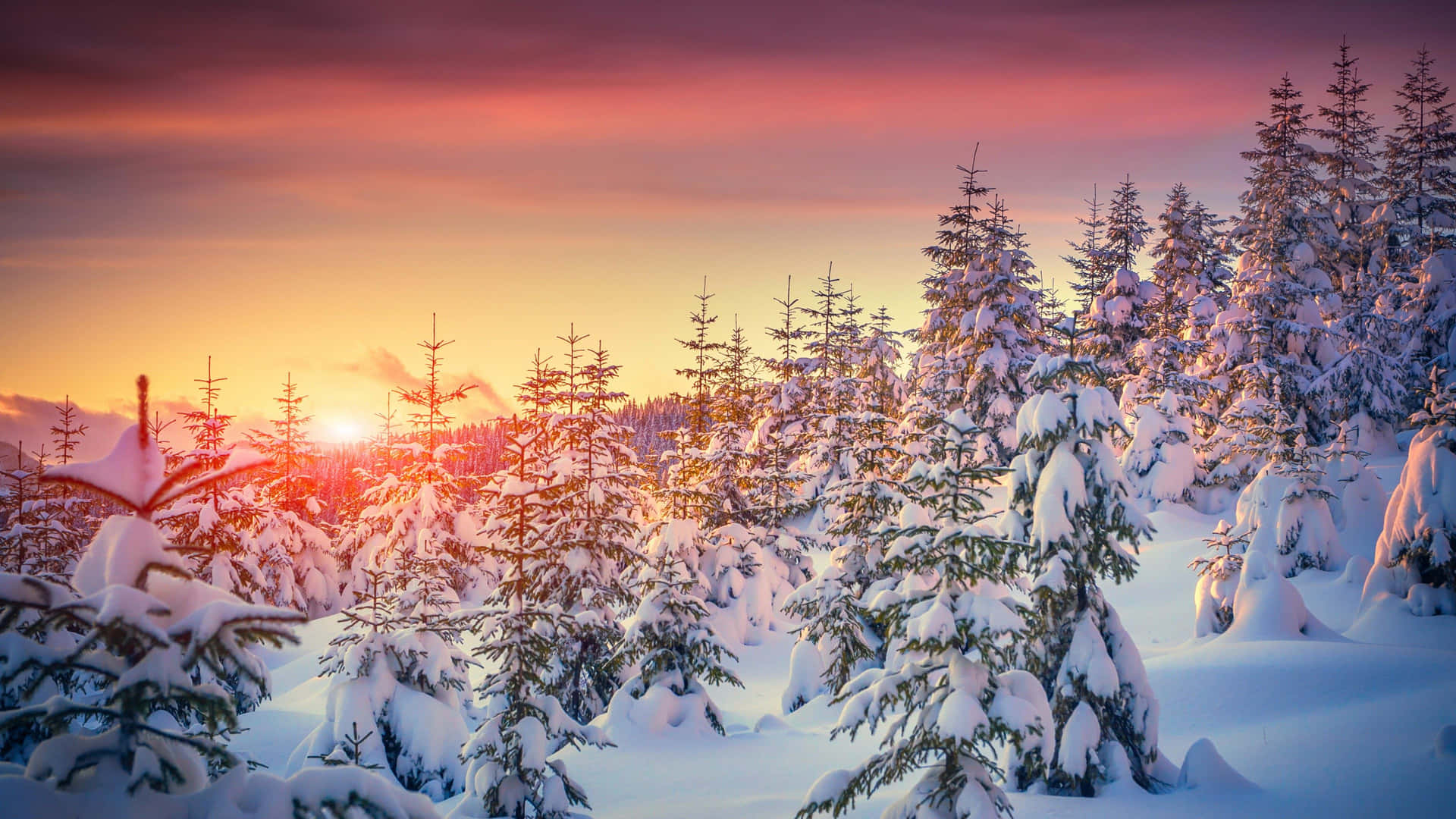 Winter Sun Shining on Snowy Landscape Wallpaper