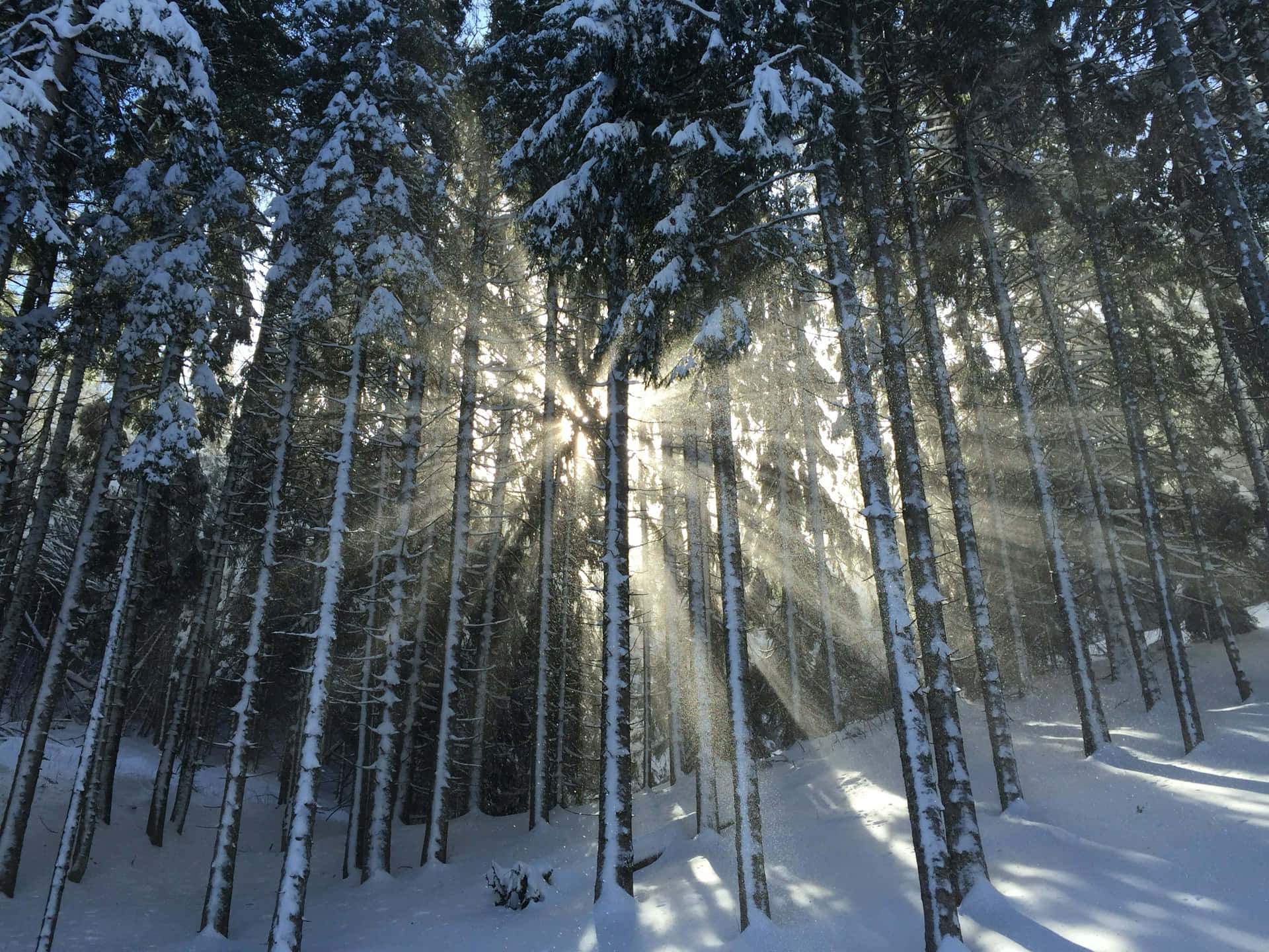 Winter Sunlight Through Forest Trees.jpg Wallpaper