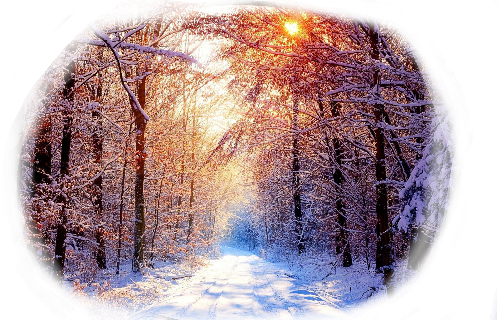 Winter Sunrise Forest Path.jpg PNG