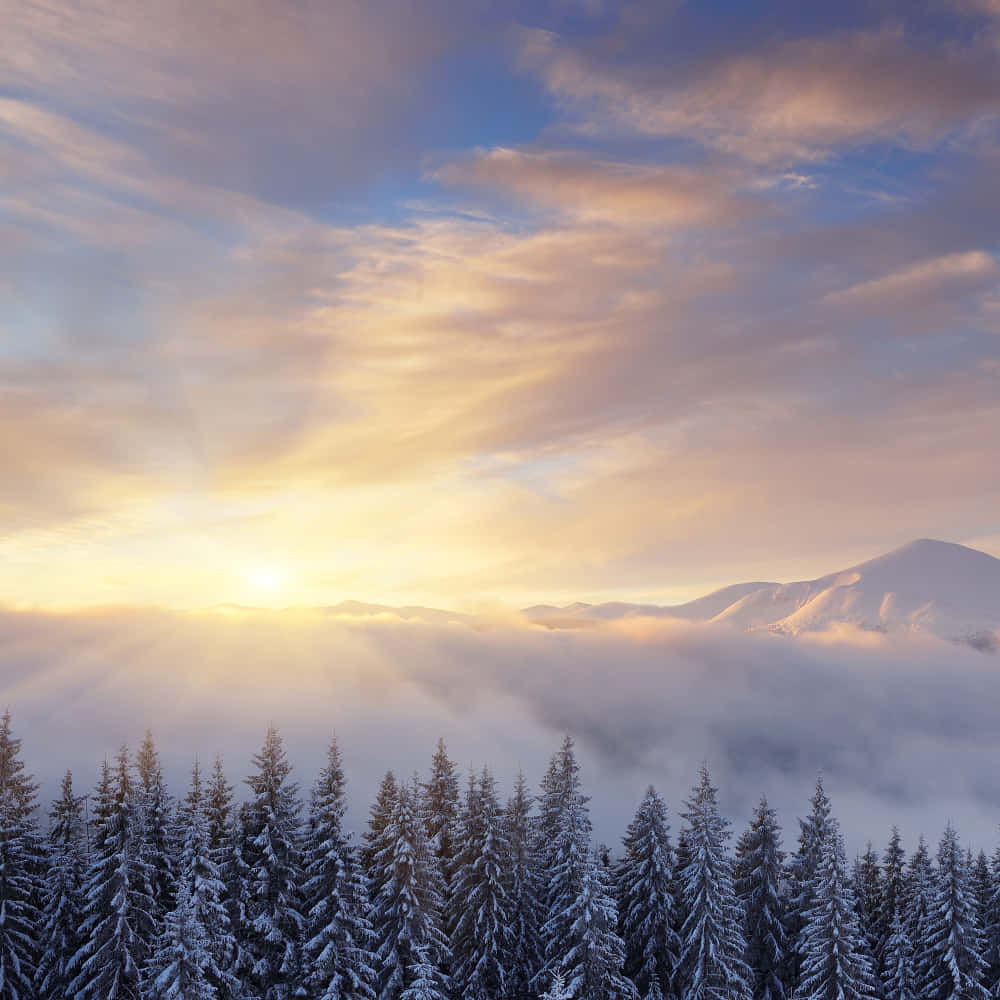 Winter Sunrise Over Snowy Forest Wallpaper