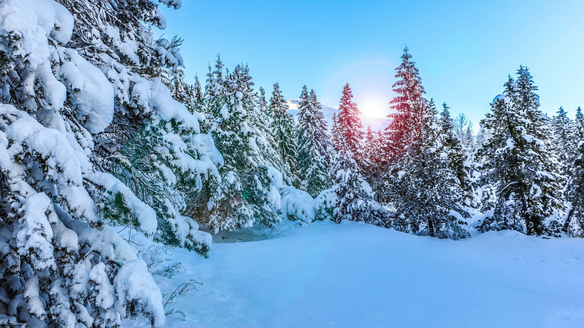 Winter Sunrise Over Snowy Pine Forest.jpg Wallpaper