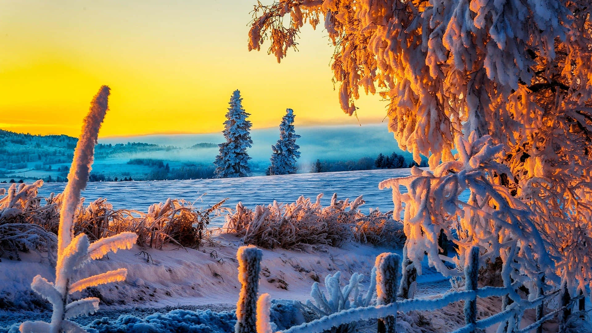 Winter Sunset: A snowy landscape bathed in the warm glow of the setting sun Wallpaper